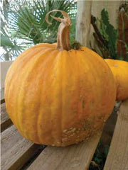 Pumpkin Seeds for Pets With No Fibrous Casing