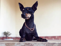 <br>Copper Collars for Dogs
