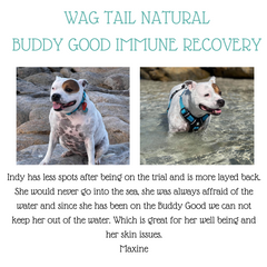 Buddy Good Immune Recovery and Calmer for Pets