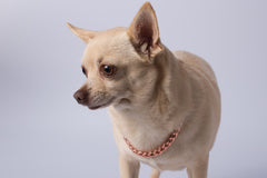 Copper Identification Collars For Pets
